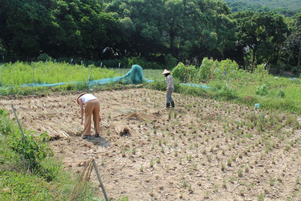 farmers working in the field