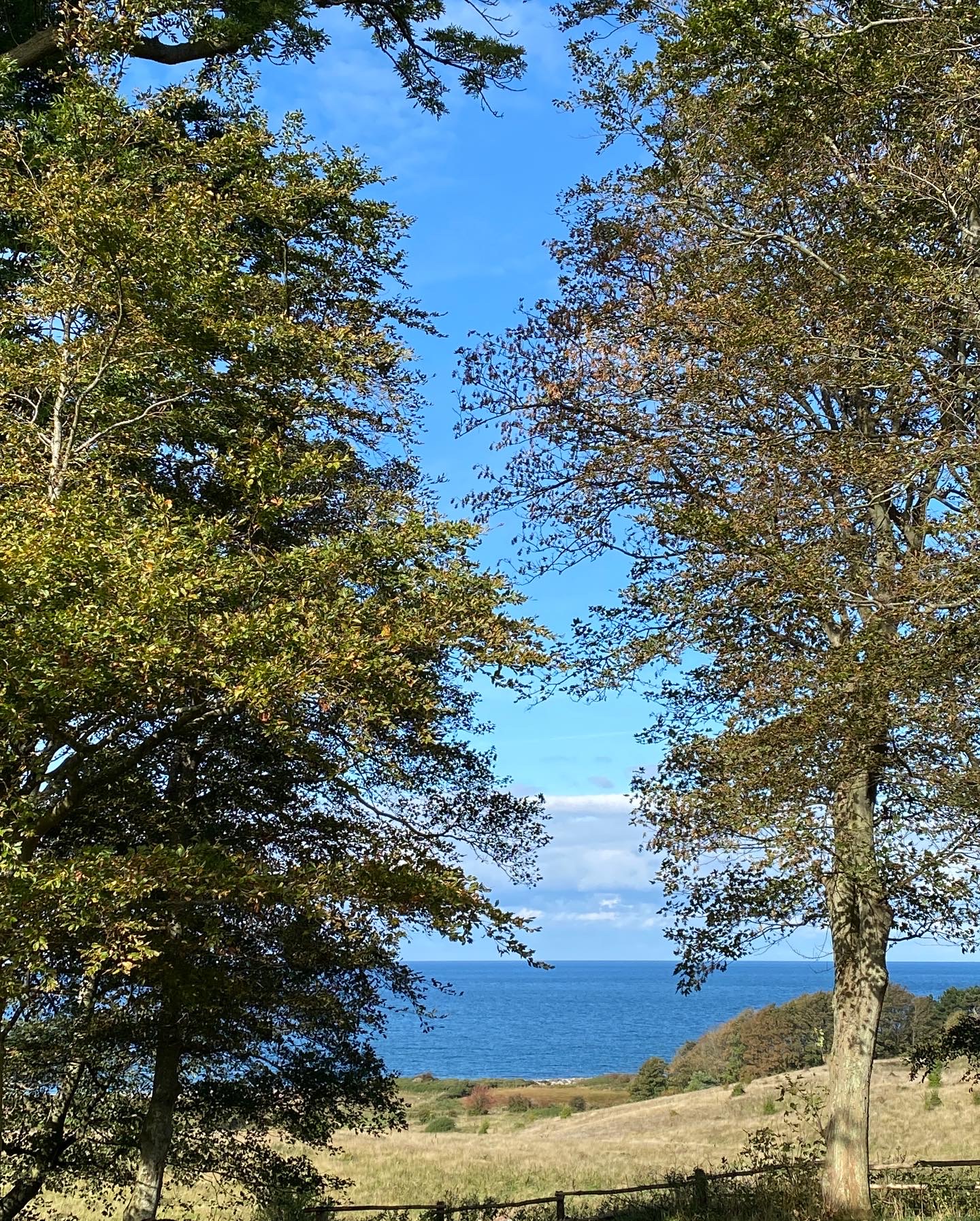 two trees and a lake