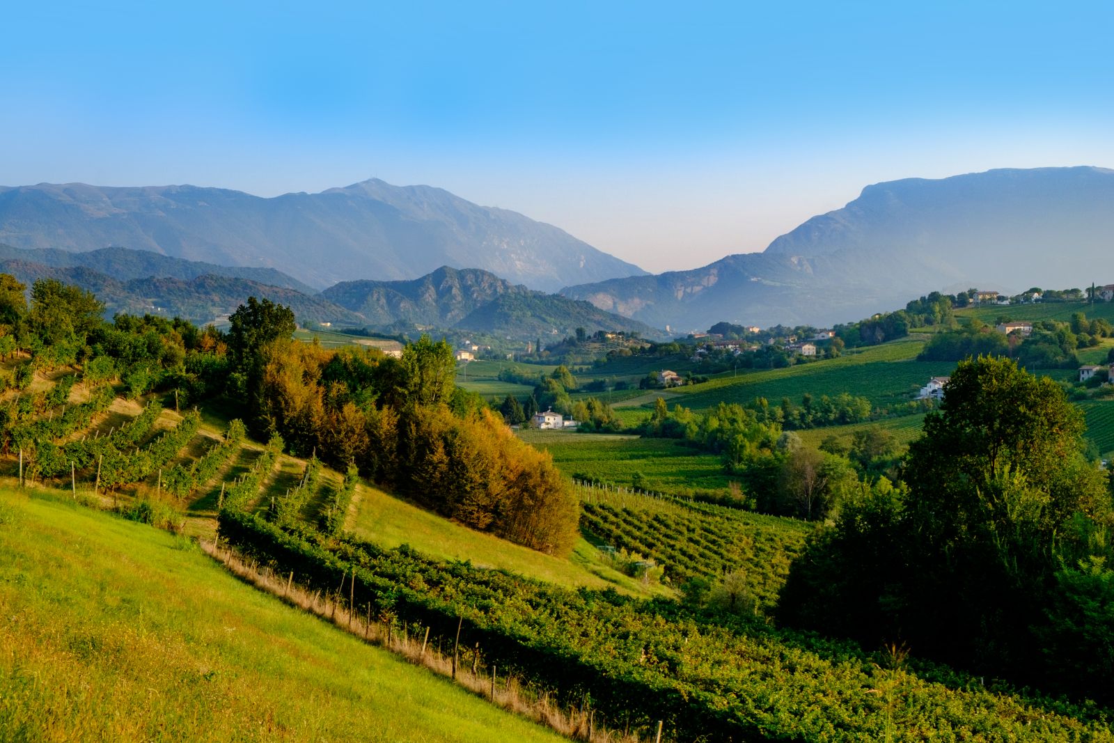 Wine growing in wineyards in Italy